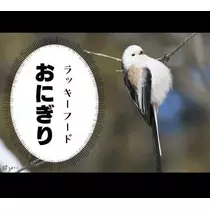 ひな