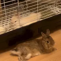 セナ
