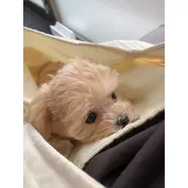 葉月 りほ