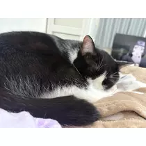 サキ