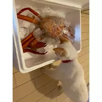 足立 はな