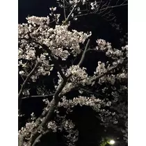 華