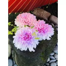 紫月 あやか