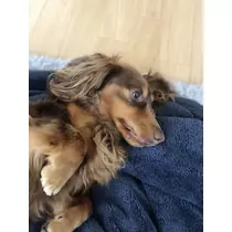 ことり