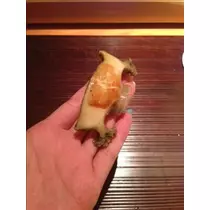 ゆうき