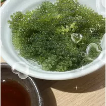 つばさ