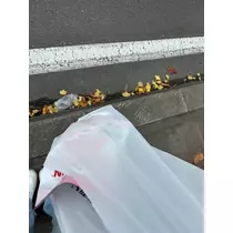大園 桃子