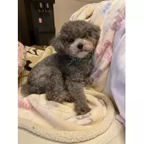 うづき ふうか