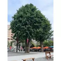 華宮 りりあ