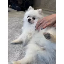 ミイ