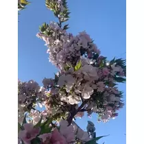 立華 碧