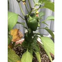 長瀬 純恋