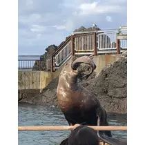 七星 夏純