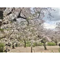 ゆかり