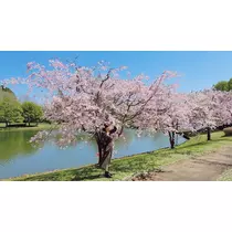りか