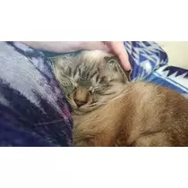 ひな