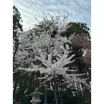 香川 ゆい