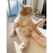 あおい