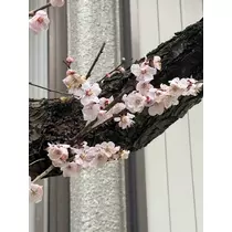みゆ