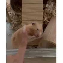 かびるんるんさわ
