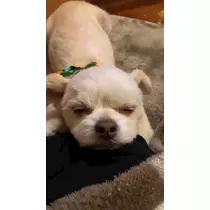 かほ