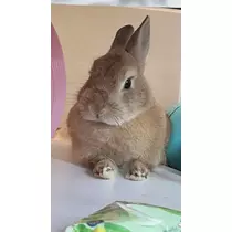 まい