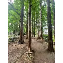 せら