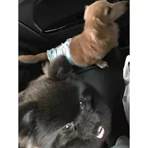 ティナ