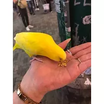 姫花