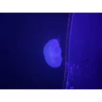 ちぃ