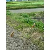 花咲 みらい
