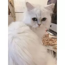 しおん