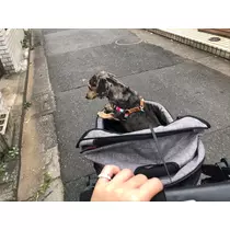 紗貴