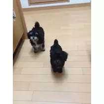 りな