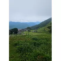リリー