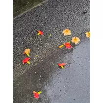 ほのか