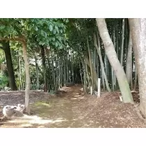 りか