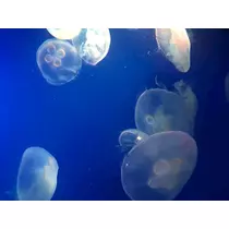 リョウカ