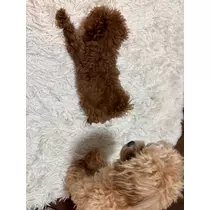 天音さくら