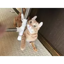 結城 さえ