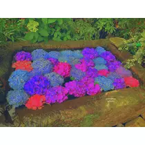 あおい