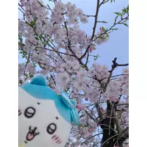 さくの