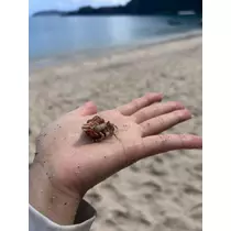 ふうか