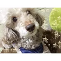 荒木 ナツミ