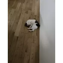ユキ