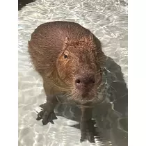 ゆま