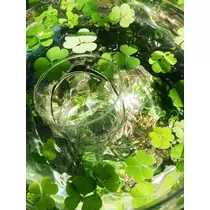 緑 四葉