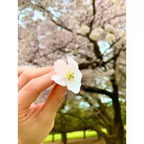 橘 美桜