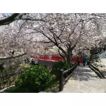 宝條 夏恋