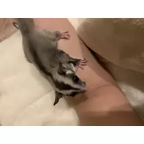 ヤシの木 ここな